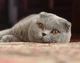 Scottish Fold Cat