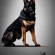 A dog