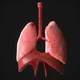 Lungs