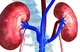 Kidneys
