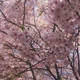 Cherry blossom 