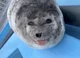 seal