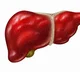 Liver