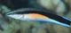 Cleaner Fish