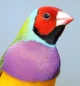 Gouldian Finch