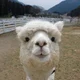 Alpacaa