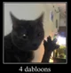 dabloon cat