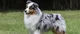 Australian Shepherd 