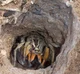 Female wolf spider