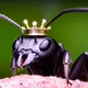 The Queen