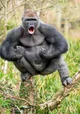 Gorilla