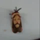 Jesus Moth