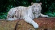White Tiger