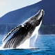 A humpback whale