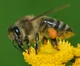 European Honey Bee