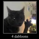 Dabloon cat