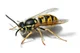 Wasp