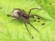Wolf Spider