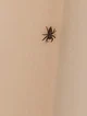 Jumping Spider