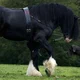 Black Draft Horse