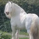 White Draft Horse