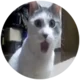 Pog cat