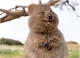 Quokka
