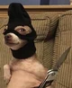 Bully