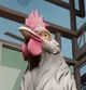 A giant chicken