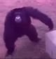 EDM Chimp