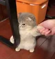 Lulu cat