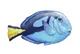 Regal Blue Tang