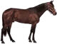 The Horse