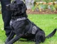 Police Dog