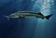 Sturgeon 