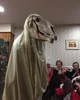 Mari Lwyd