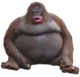 Monke
