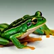 Frog_kwak