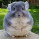 Pet Chinchilla Sim