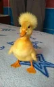 Random Duck