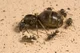 Queen ant