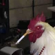 Gangsta chicken
