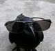 Cool raven