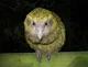 Kakapo
