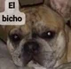 El bicho