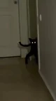 weird dark cat