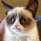 Grumpy cat