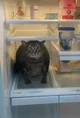 cat in your fridge