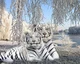 White tiger family 