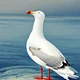 your pet seagull